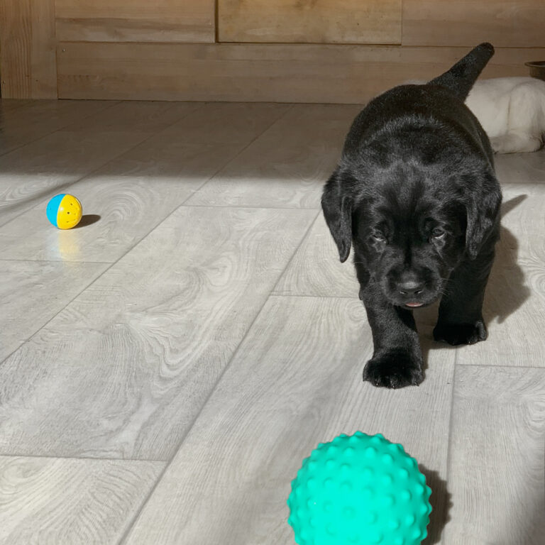 E Wurf Labrador Welpen VDH (11)