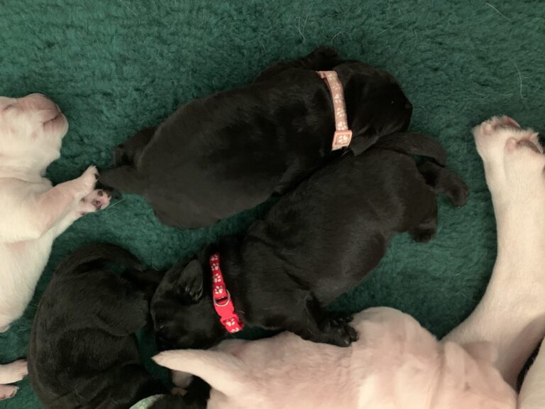 Labrador Welpen E Wurf