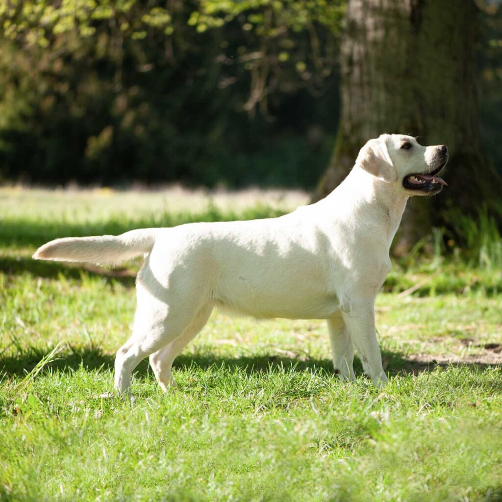 Labrador Huendin Northern Lights Fantase Blackflowers