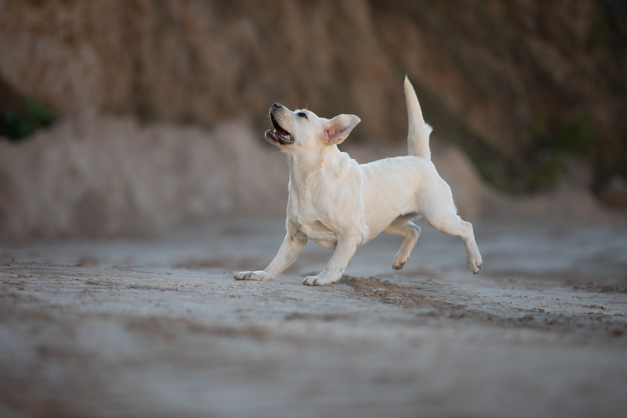 Winter Pride Lavanda