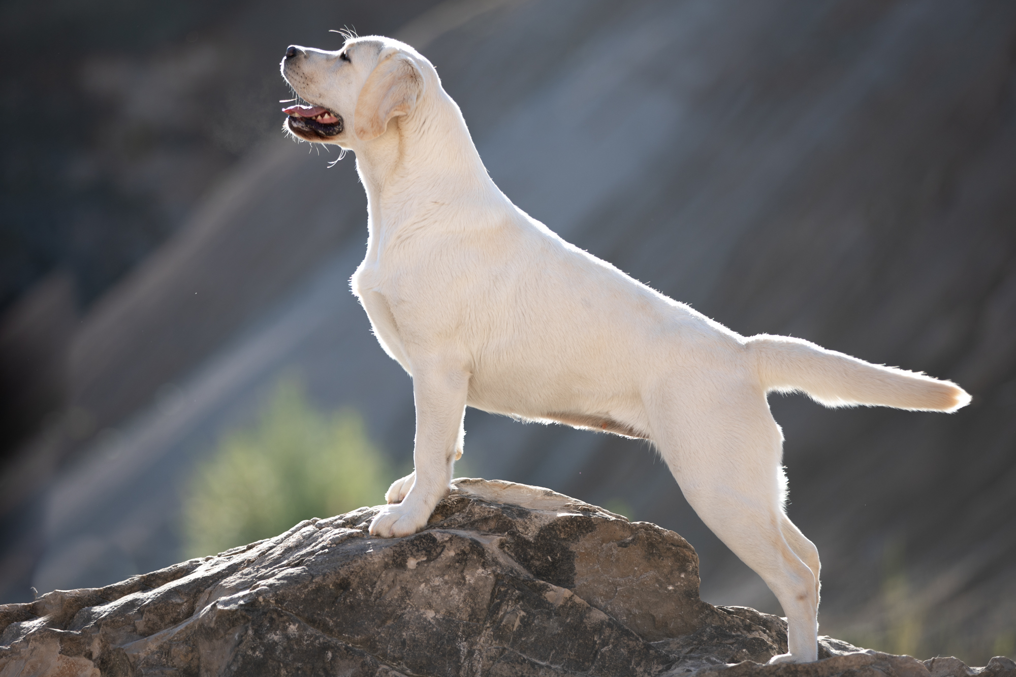 Labrador Hündin Winter Pride Lavanda
