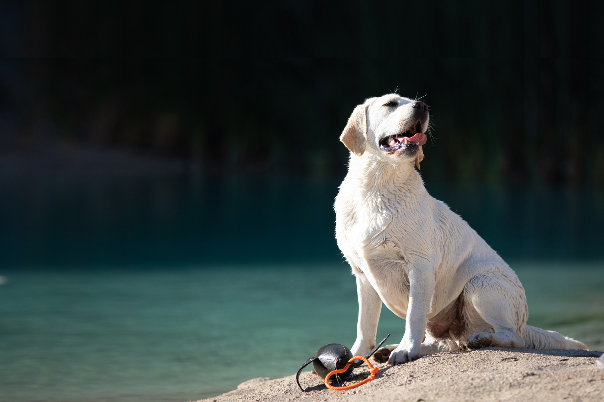 Winter Pride Lavanda