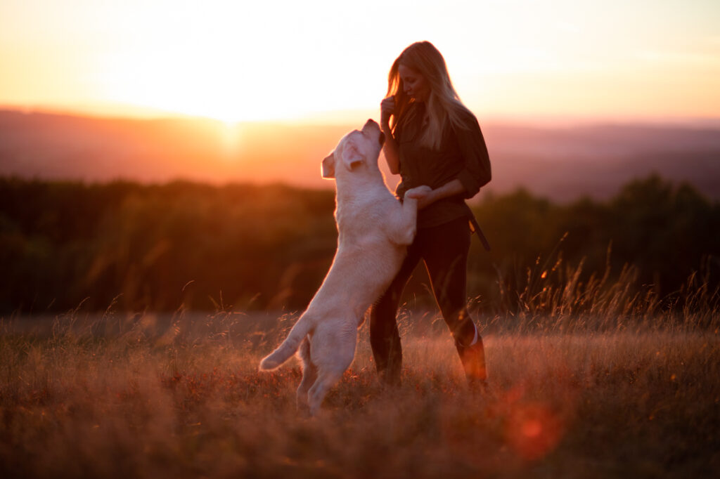 Ueber Meyerdogs Labrador Zucht