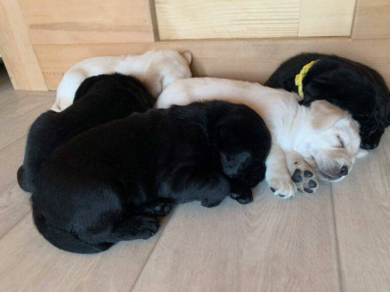 E Wurf Labrador Welpen VDH (1)