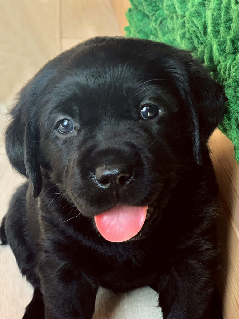 E Wurf Labrador Welpen VDH (18)