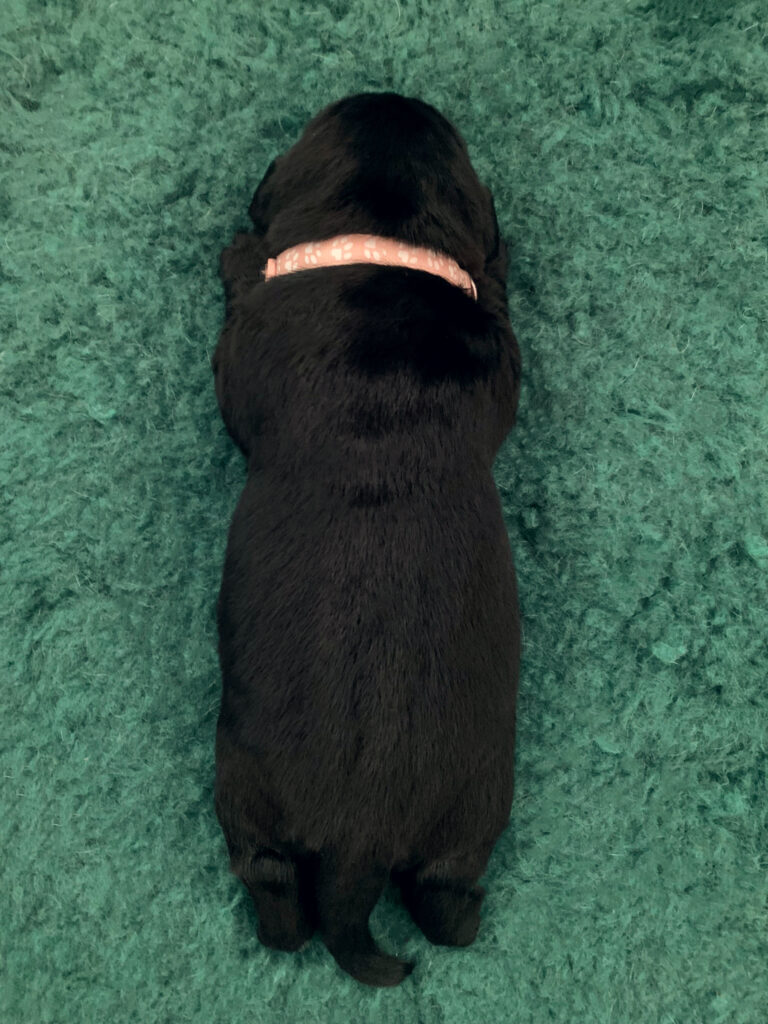 E Wurf Labrador Welpen VDH (20)