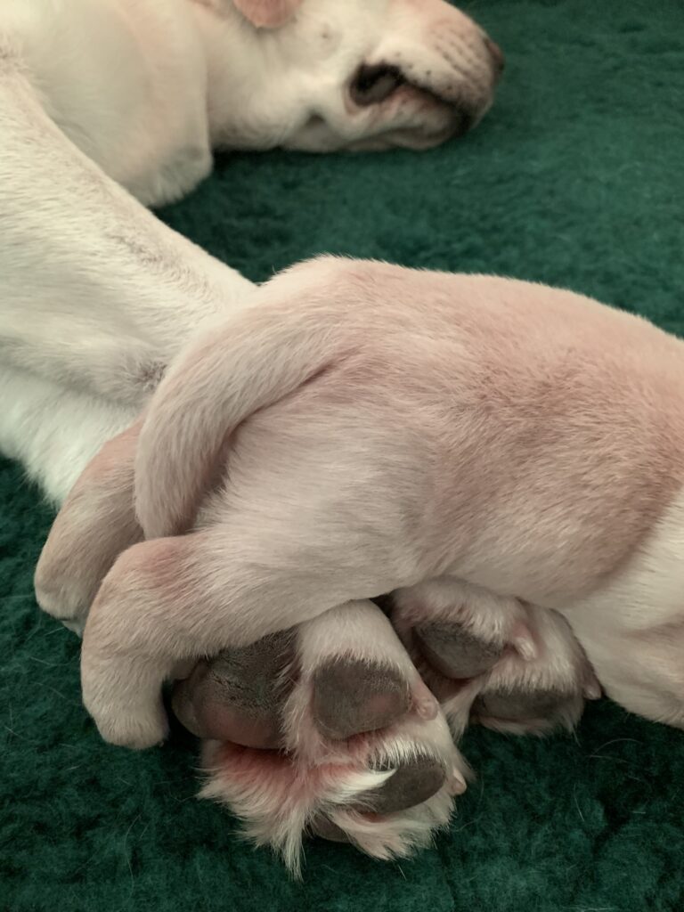 E Wurf Labrador Welpen VDH (4)