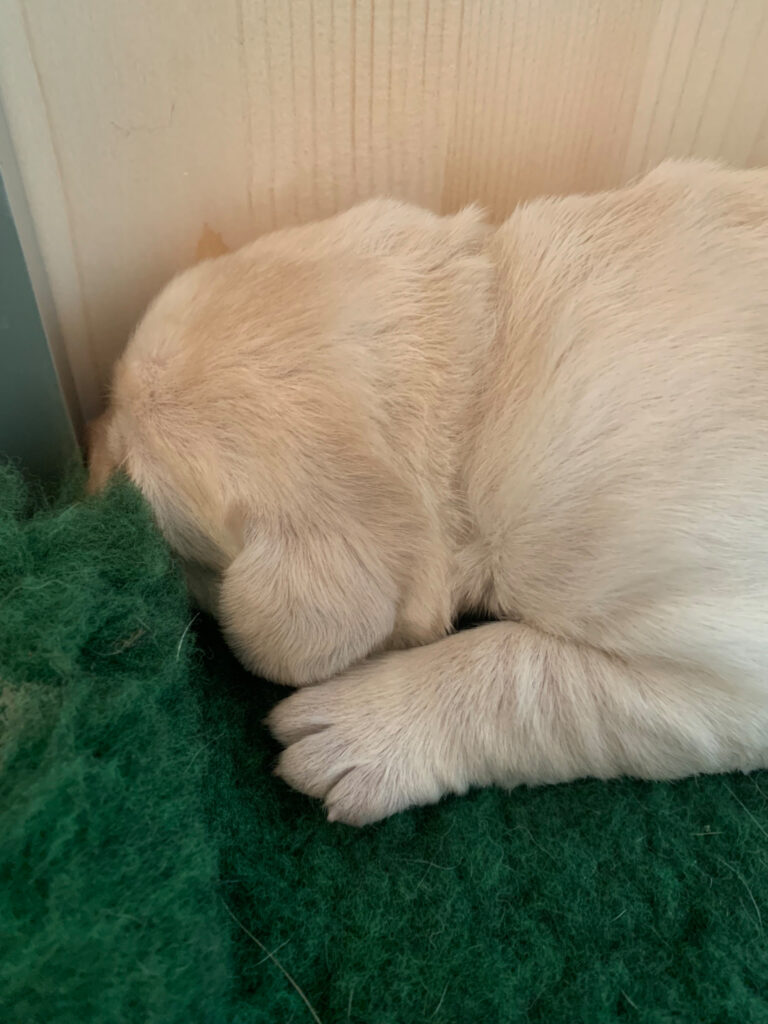 E Wurf Labrador Welpen VDH (5)