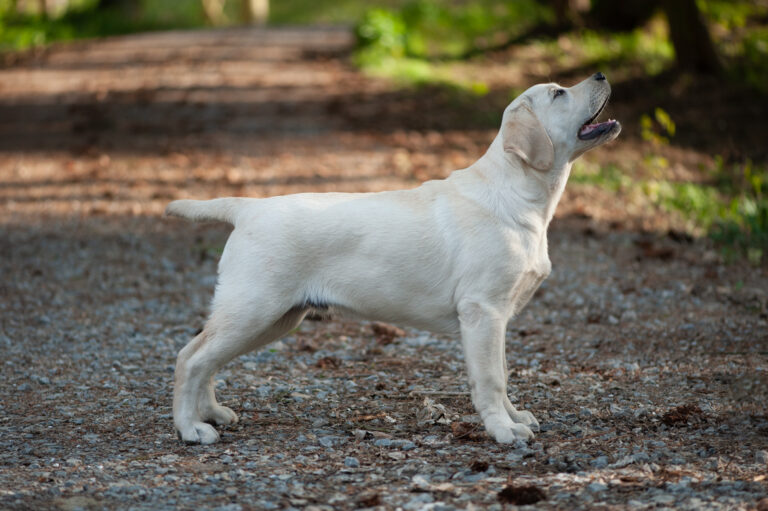 Hit of Hit Porsche (2)