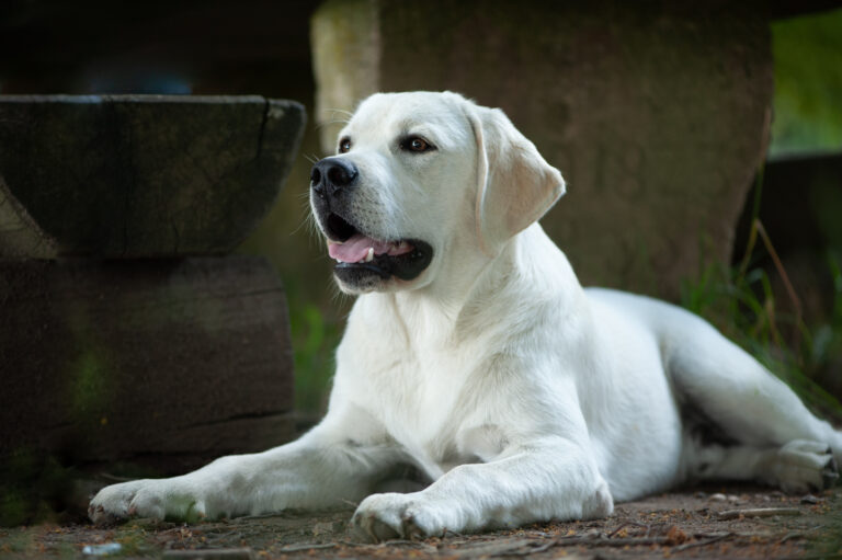 Hit of Hit Porsche (45)