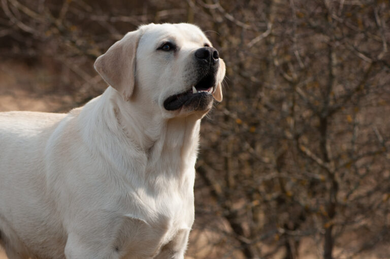 Hit of Hit Porsche (53)