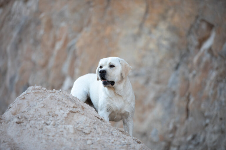 Hit of Hit Porsche (66)