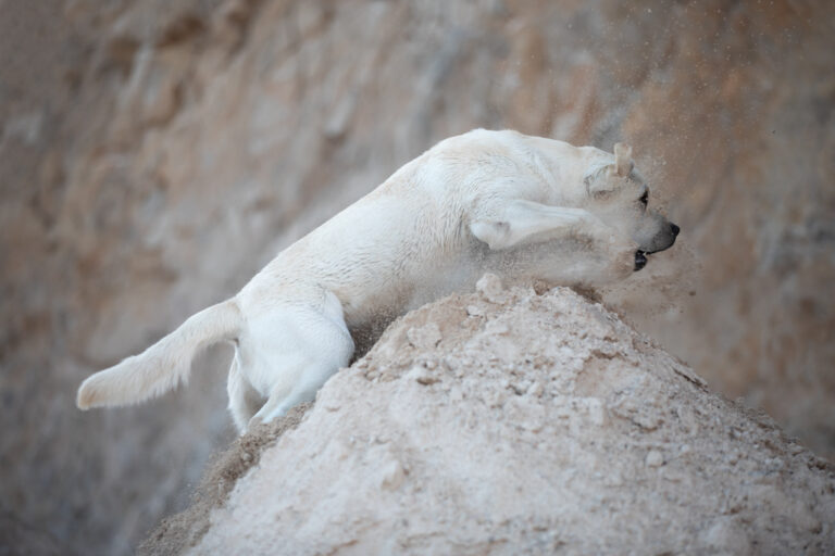 Hit of Hit Porsche (67)