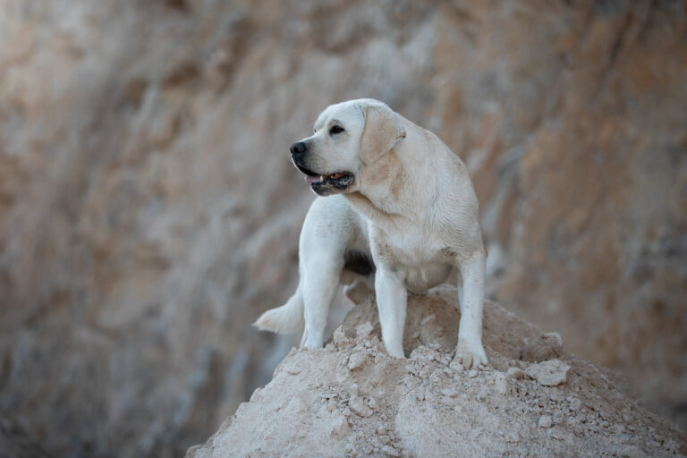 Hit of Hit Porsche (68)