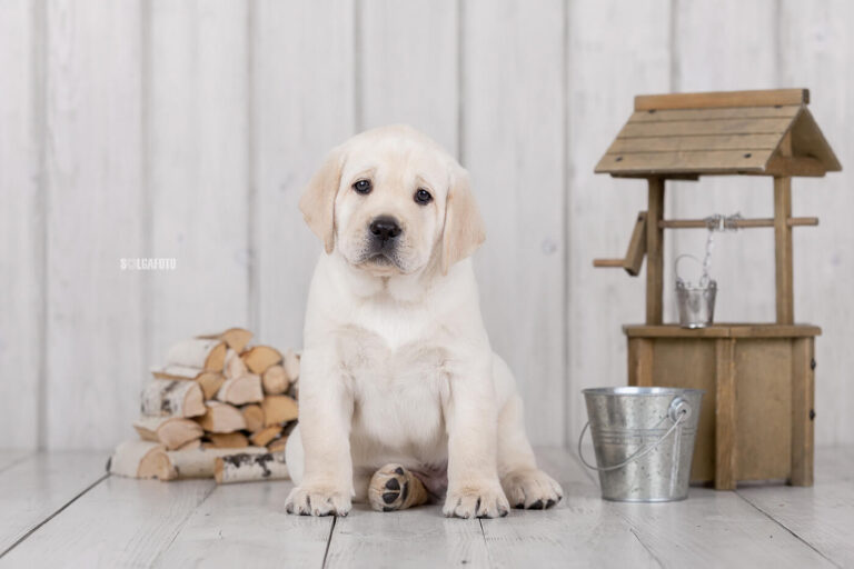 Hit of Hit Porsche (76)