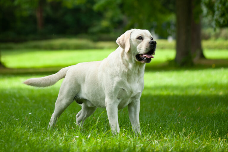 Hit of hit Porsche (4)