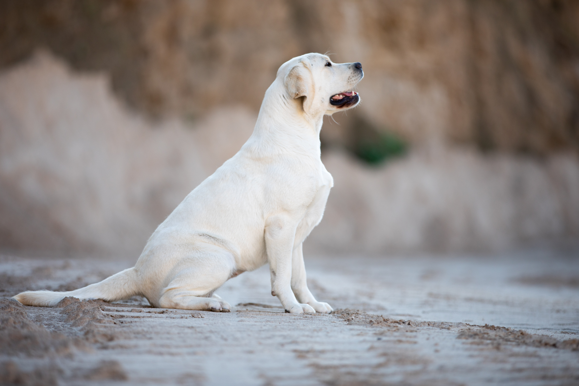 Winter Pride Lavanda