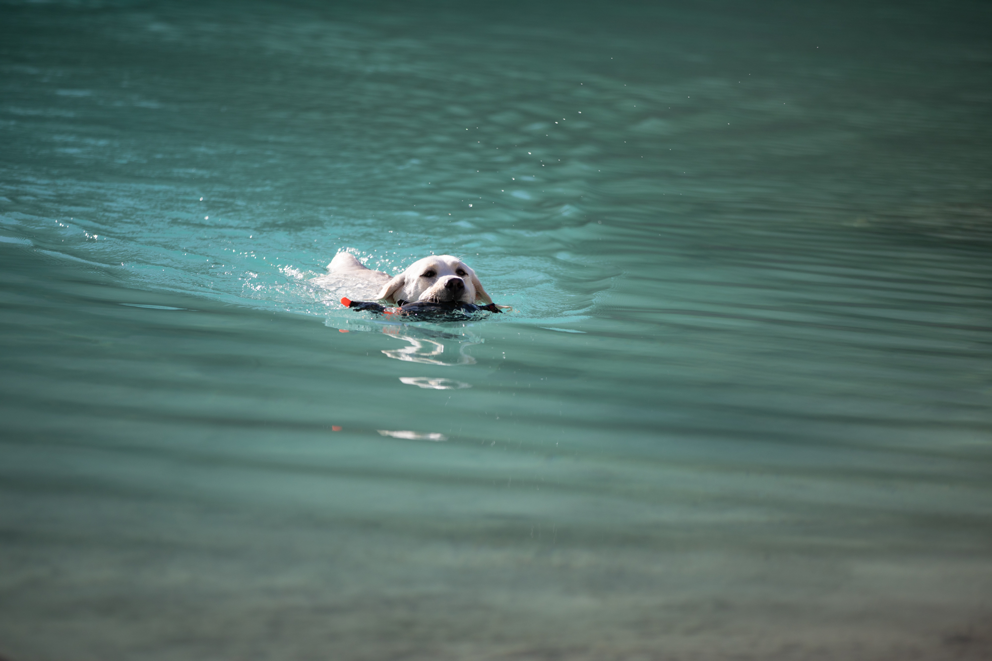 Winter Pride Lavanda