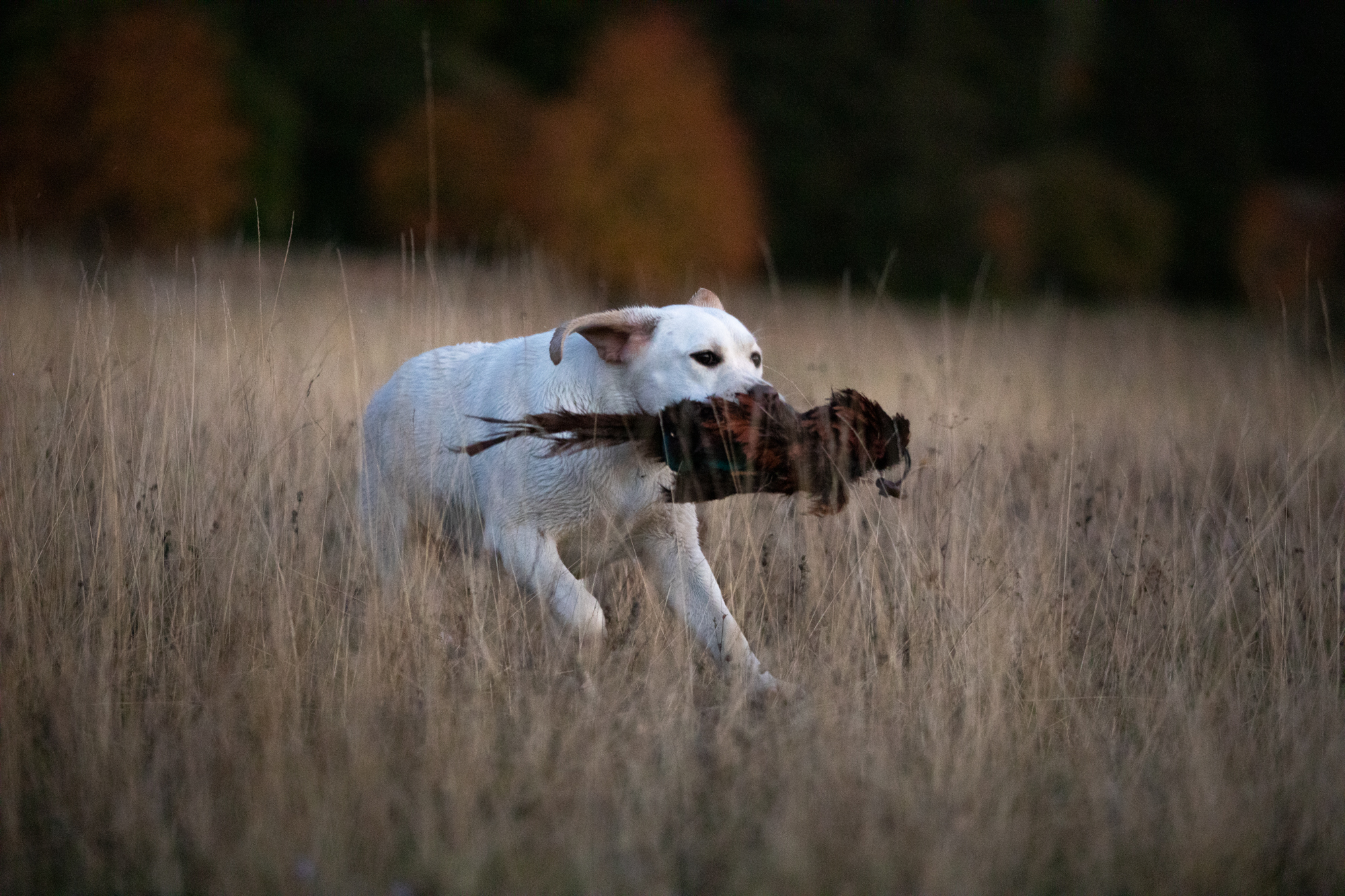 Winter Pride Lavanda
