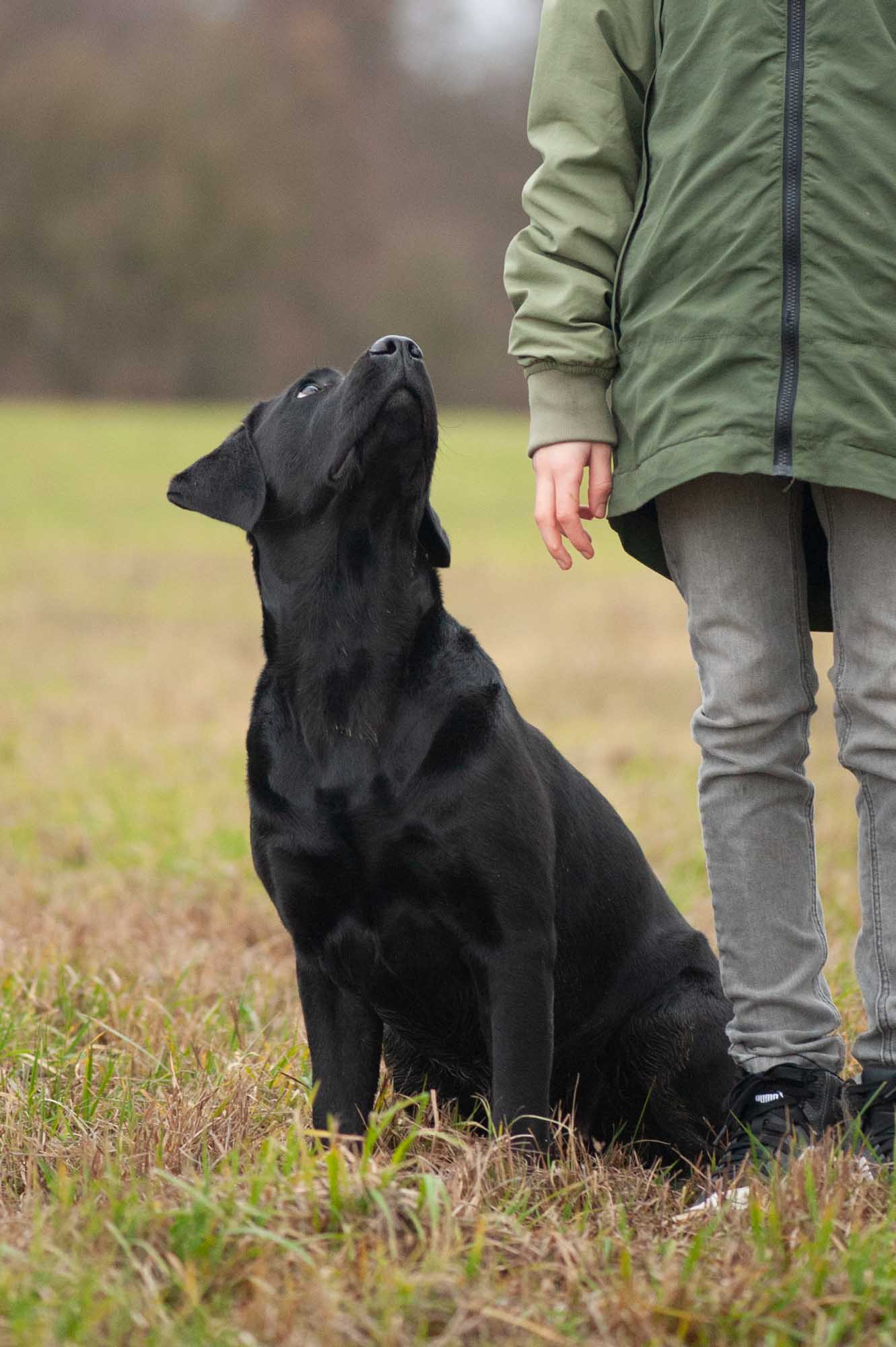 Meyerdogs Esabella Erwachsener Labrador 6