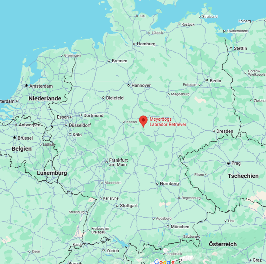 Meyerdogs Labrador Zucht am geografischen Mittelpunkt Deutschlands
