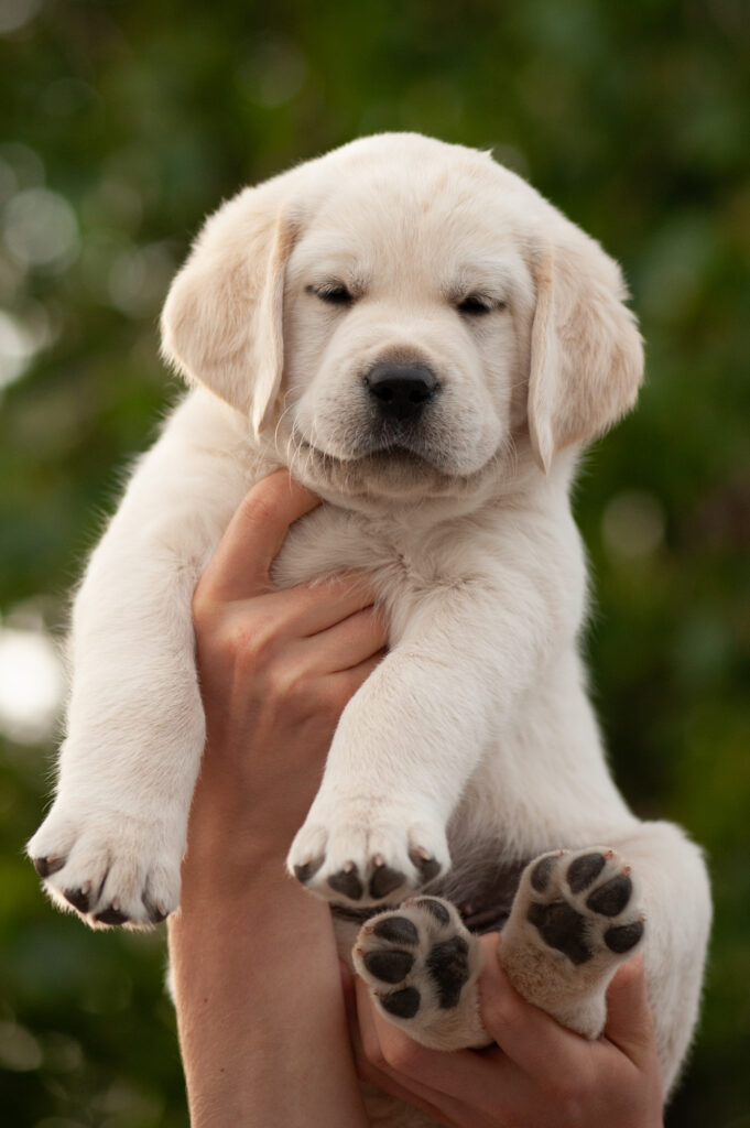 Meyerdogs Labrador Welpen G-Wurf Guardian of the Galaxy