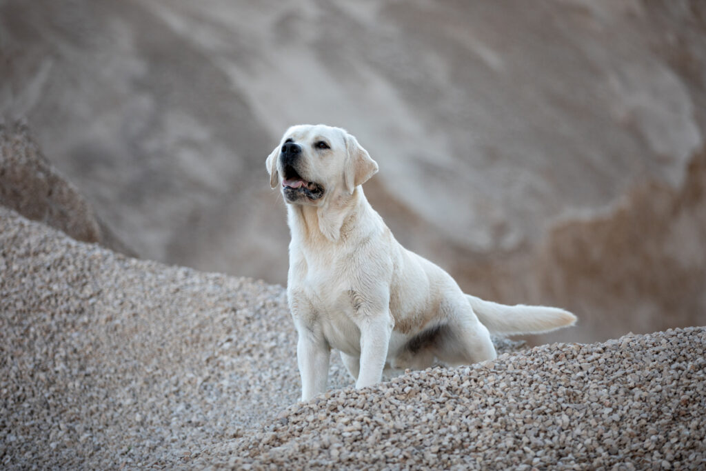 Ch Hit of Hit Porsche VDH Labrador Deckrüde