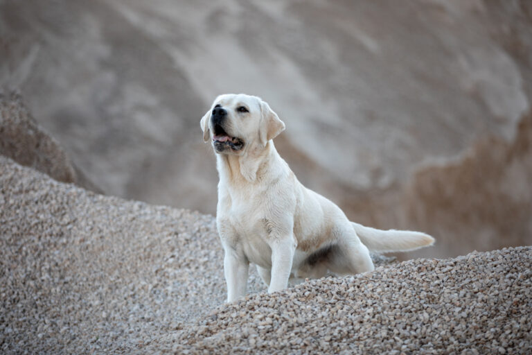 Ch Hit of Hit Porsche VDH Labrador Deckrüde