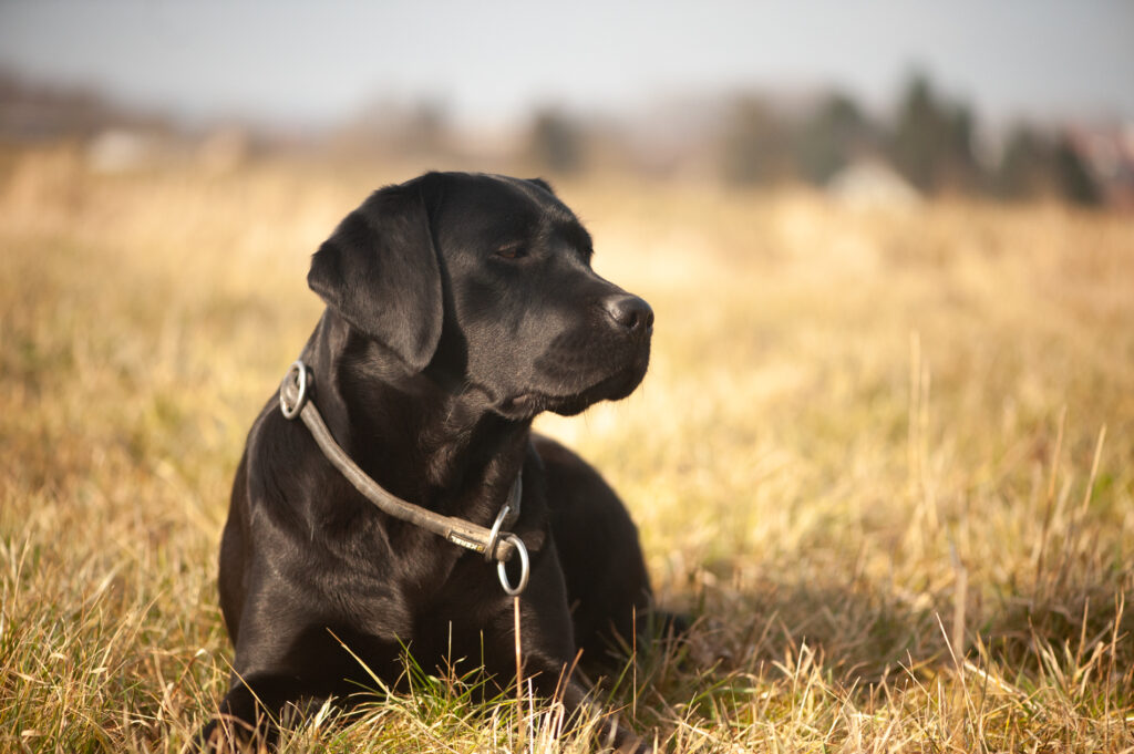 Erwachsene Labradore zur Abgabe