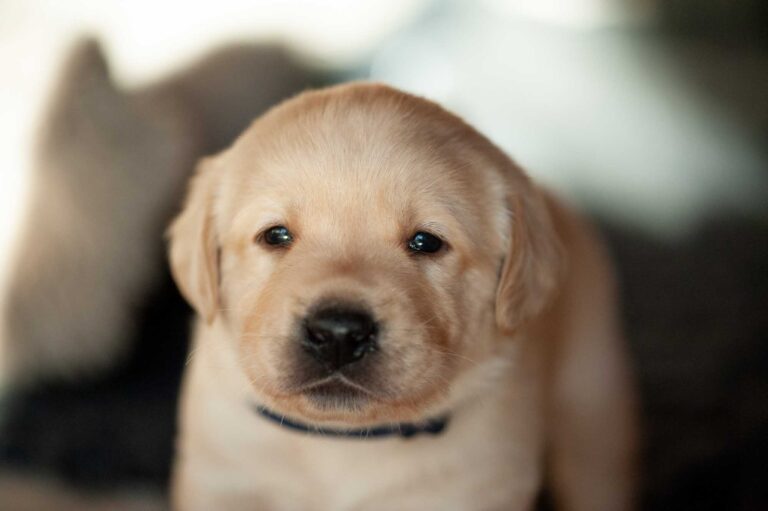 Labrador Welpen H Wurf 10.jpg