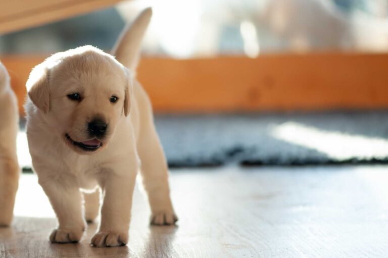 Labrador Welpen H Wurf 12.jpg