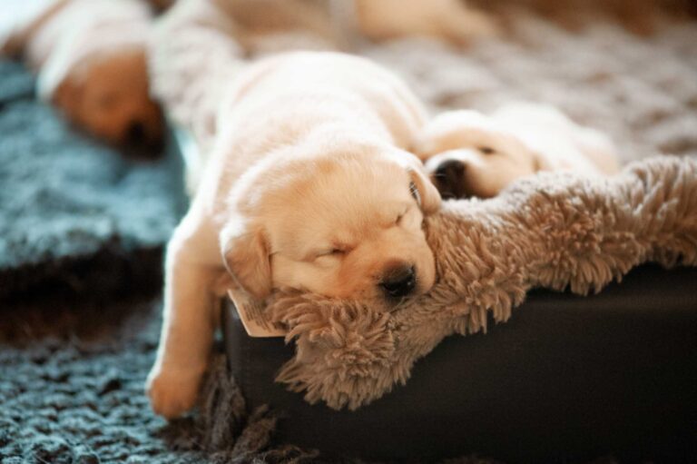 Labrador Welpen H Wurf 2.jpg