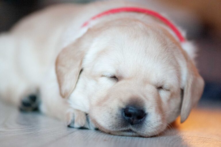 Labrador Welpen H Wurf 3.jpg