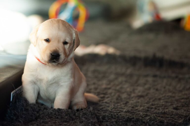 Labrador Welpen H Wurf 5.jpg