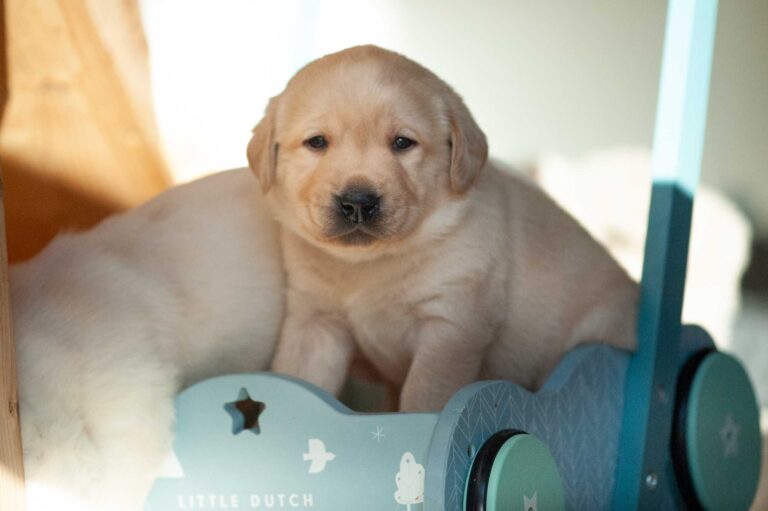 Labrador Welpen H Wurf 7.jpg