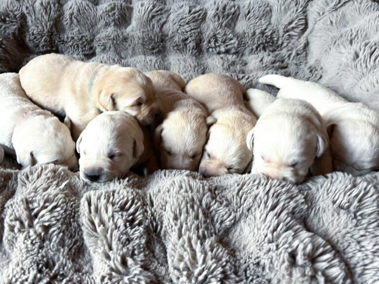 Labrador Welpen H Wurf 12 Tage 3.jpg