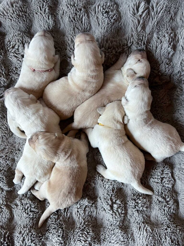 Labrador Welpen H Wurf 12 Tage (6)