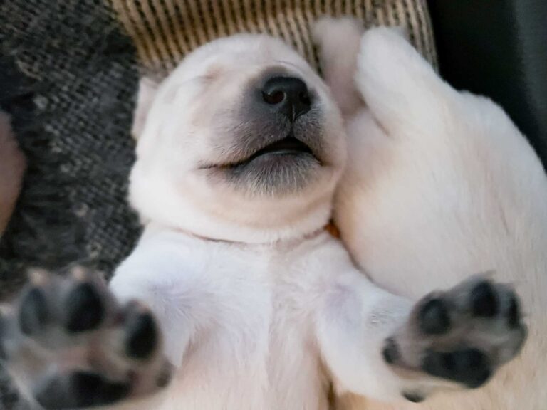 Labrador Welpen H Wurf 12 Tage 8.jpg