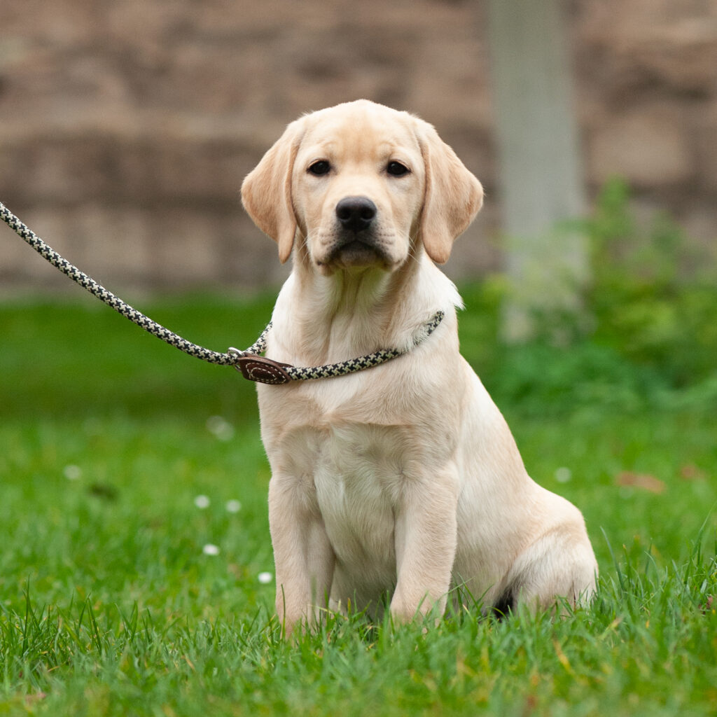 Labrador Junghunde 6.jpg