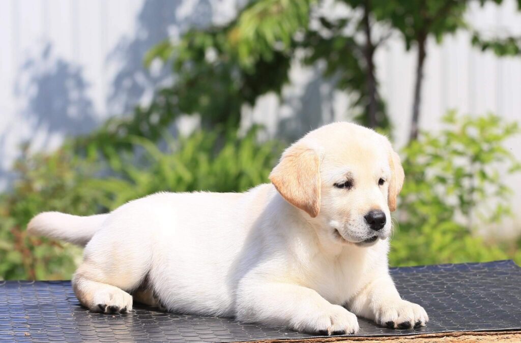 Meyerdogs Labrador Huendin VDH Zucht Stil De Linnet Felicita 13.jpg