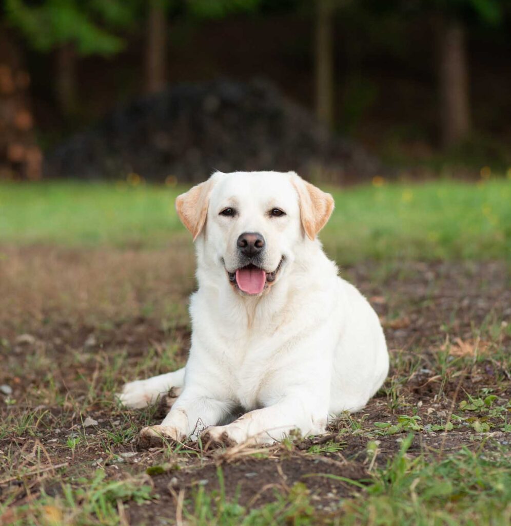 Meyerdogs Labrador Huendin VDH Zucht Stil De Linnet Felicita 2 1.jpg