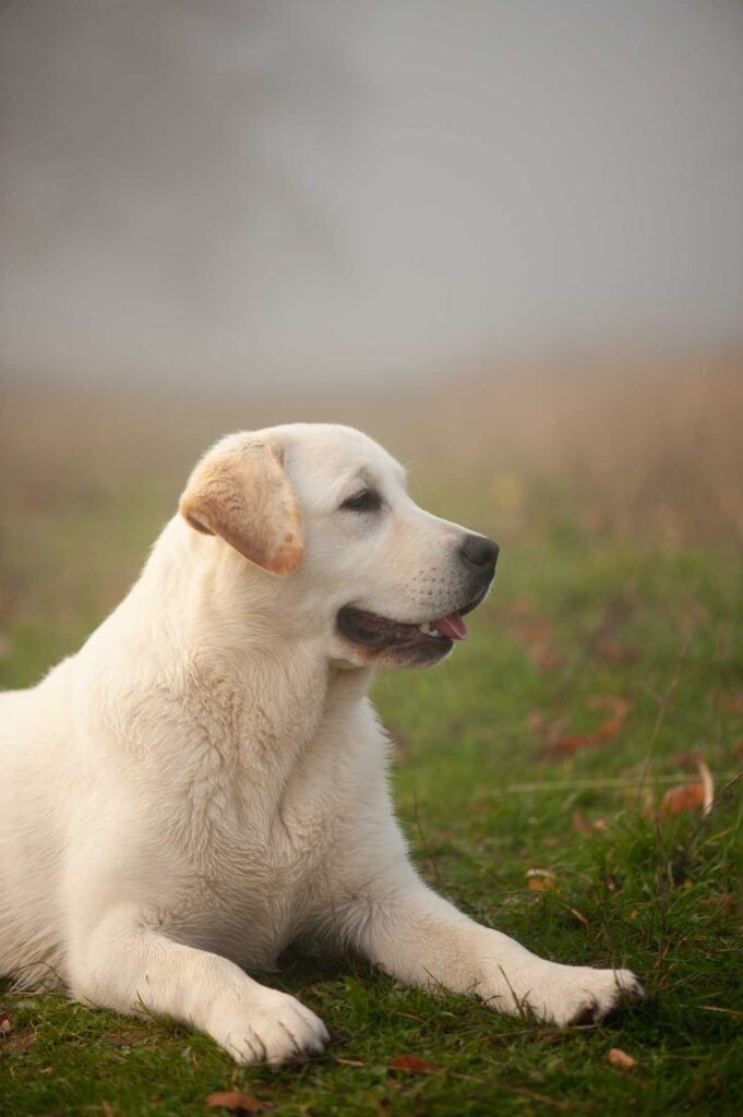 Meyerdogs Labrador Huendin VDH Zucht Stil De Linnet Felicita 7 1.jpg
