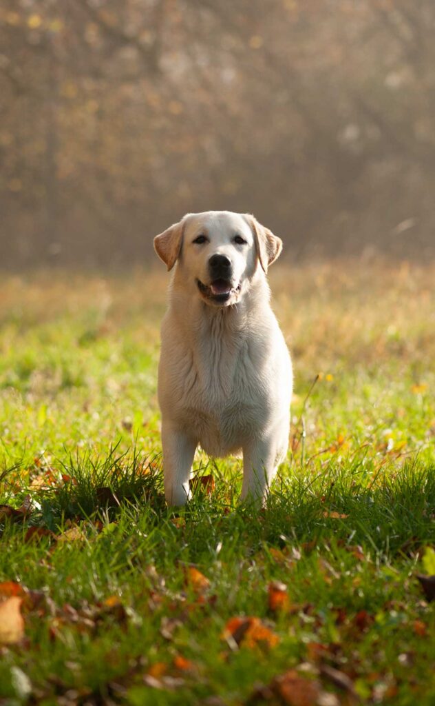 Meyerdogs Labrador Huendin VDH Zucht Stil De Linnet Felicita 8 1.jpg
