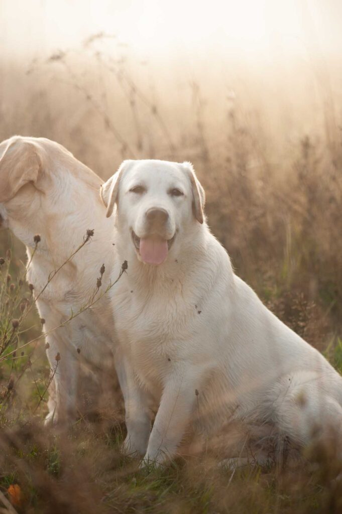 Meyerdogs Labrador Huendin VDH Zucht Stil De Linnet Felicita 9.jpg