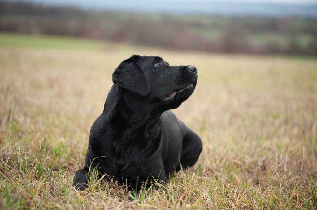 Meyerdogs Esabella Erwachsener Labrador 7 1.jpg