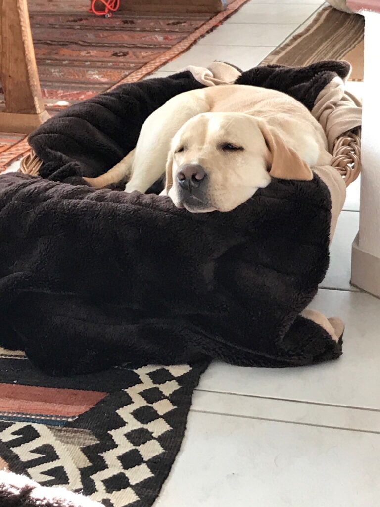 Ehemalige Zuchthuendinnen Meyerdogs Alpina (3)