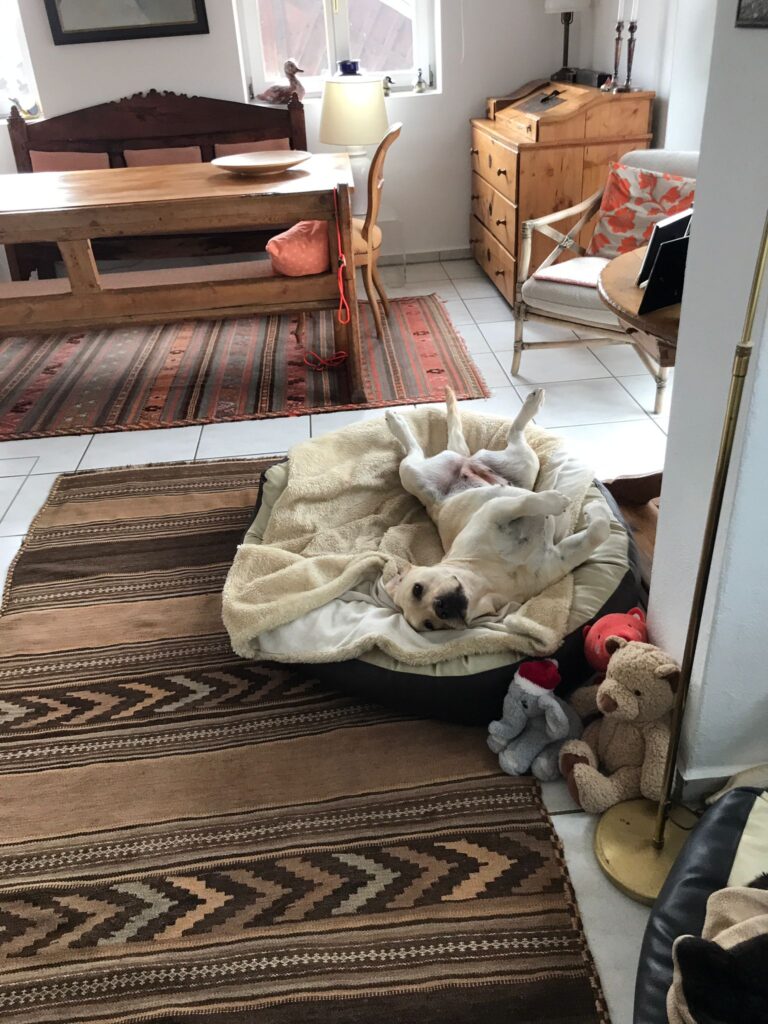 Ehemalige Zuchthuendinnen Meyerdogs Alpina (4)