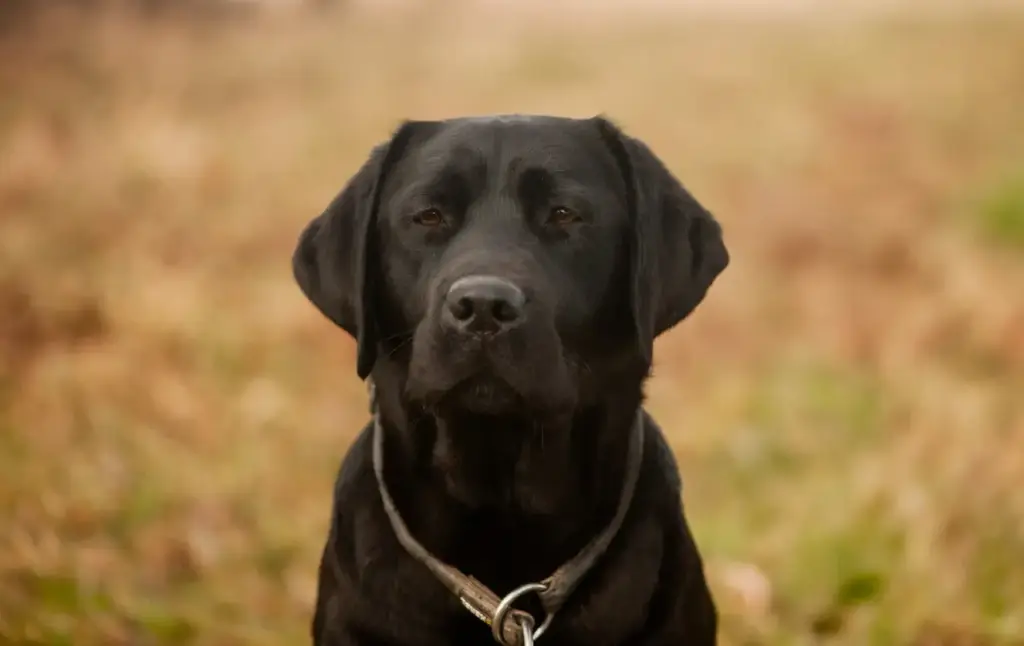 Erwachsene Labradore