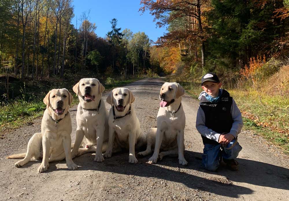Labrador Retriever Welpen Kinder