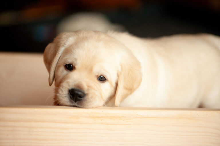 Labrador Welpen VDH Zucht G Wurf 12